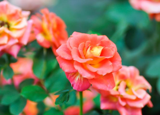 jardins-william-christie