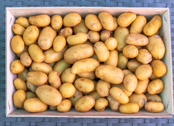 Pommes de terre - île de ré