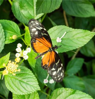Ile aux Papillons Ile de Noirmoutier Vendée