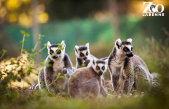 Visite Zoo de Labenne camping Le Boudigau