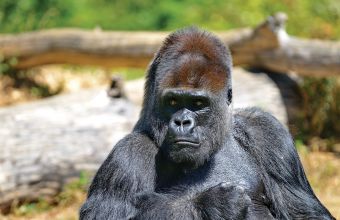 Visite de la vallée des singes
